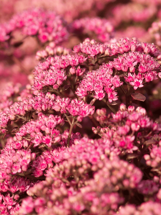 Sedum Sunsparkler Firecracker